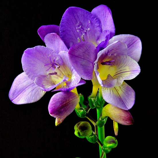 Alternative view of 香薰香精油 Perfume Oil - 小蒼蘭香精油