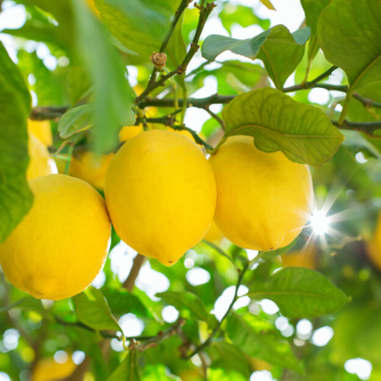 Alternative view of 香薰香精油 Perfume Oil - 檸檬香精油