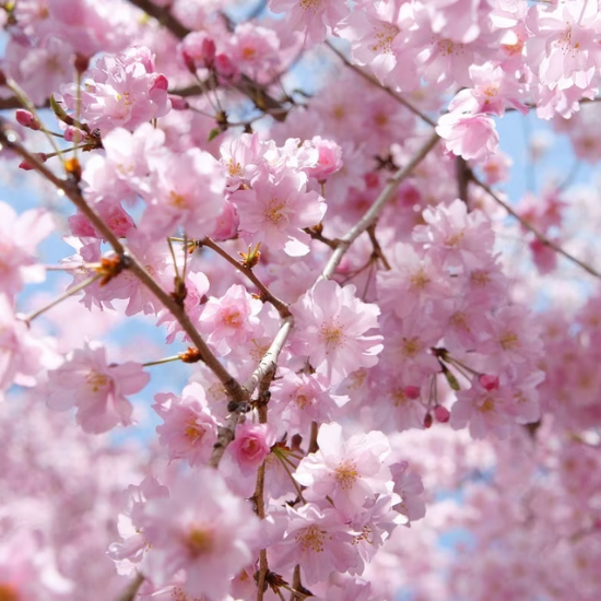 Alternative view of 香薰香精油 Perfume Oil - 櫻花香精油