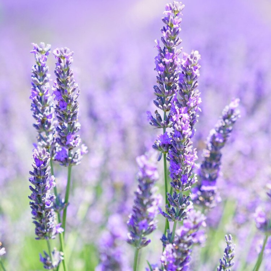 Alternative view of 香薰香精油 Perfume Oil - 薰衣草香精油